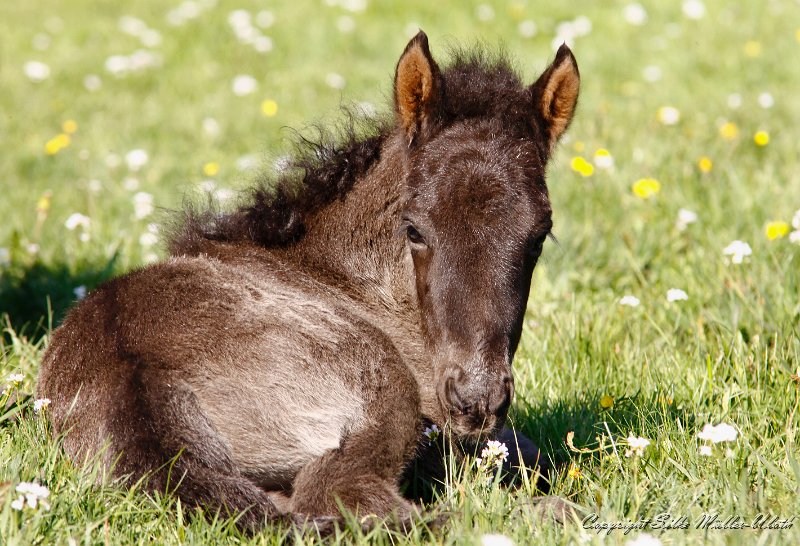 Hrafn a.jpg - Unsere ersten Fohlen werden im Mai geboren - Hrafn von Heidmoor